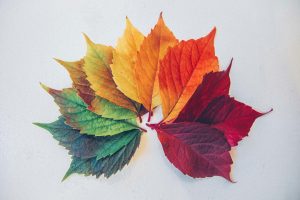 Leaves of different colours fanned out showing a spectrum of blue-green to deep red.